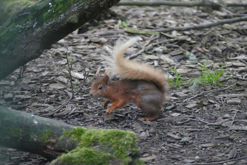 File:Red-squirrel.jpg